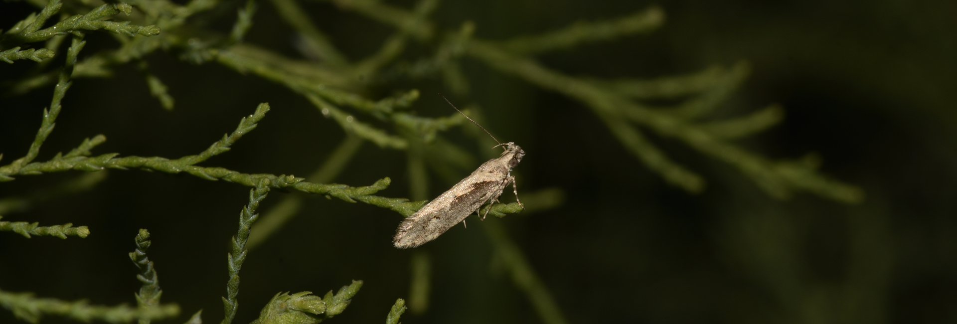 Ornativalva plutelliformis, Crete - photo © K. Bormpoudaki