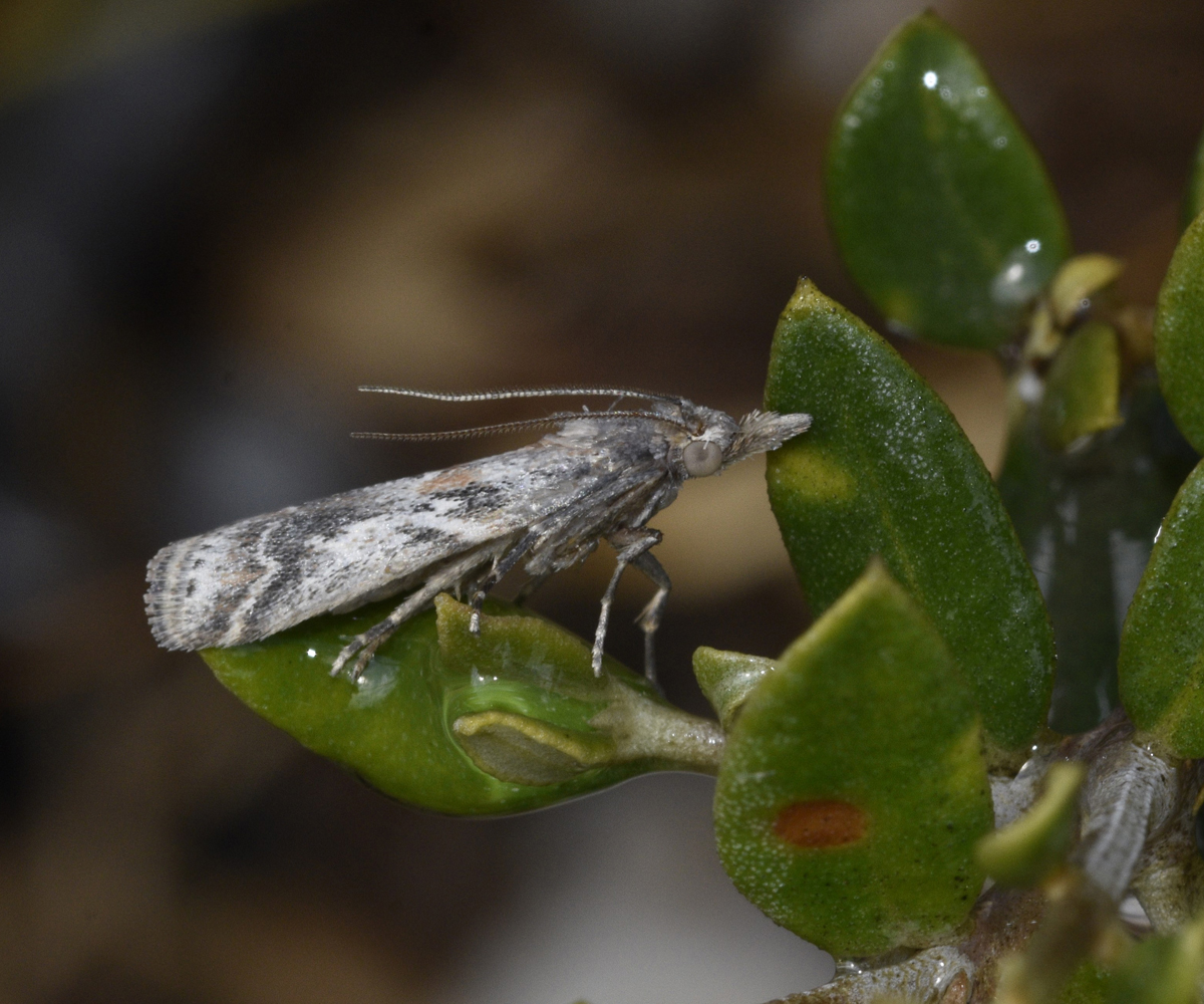 Bradyrrhoa confiniella, Crete - photo © K. Bormpoudaki