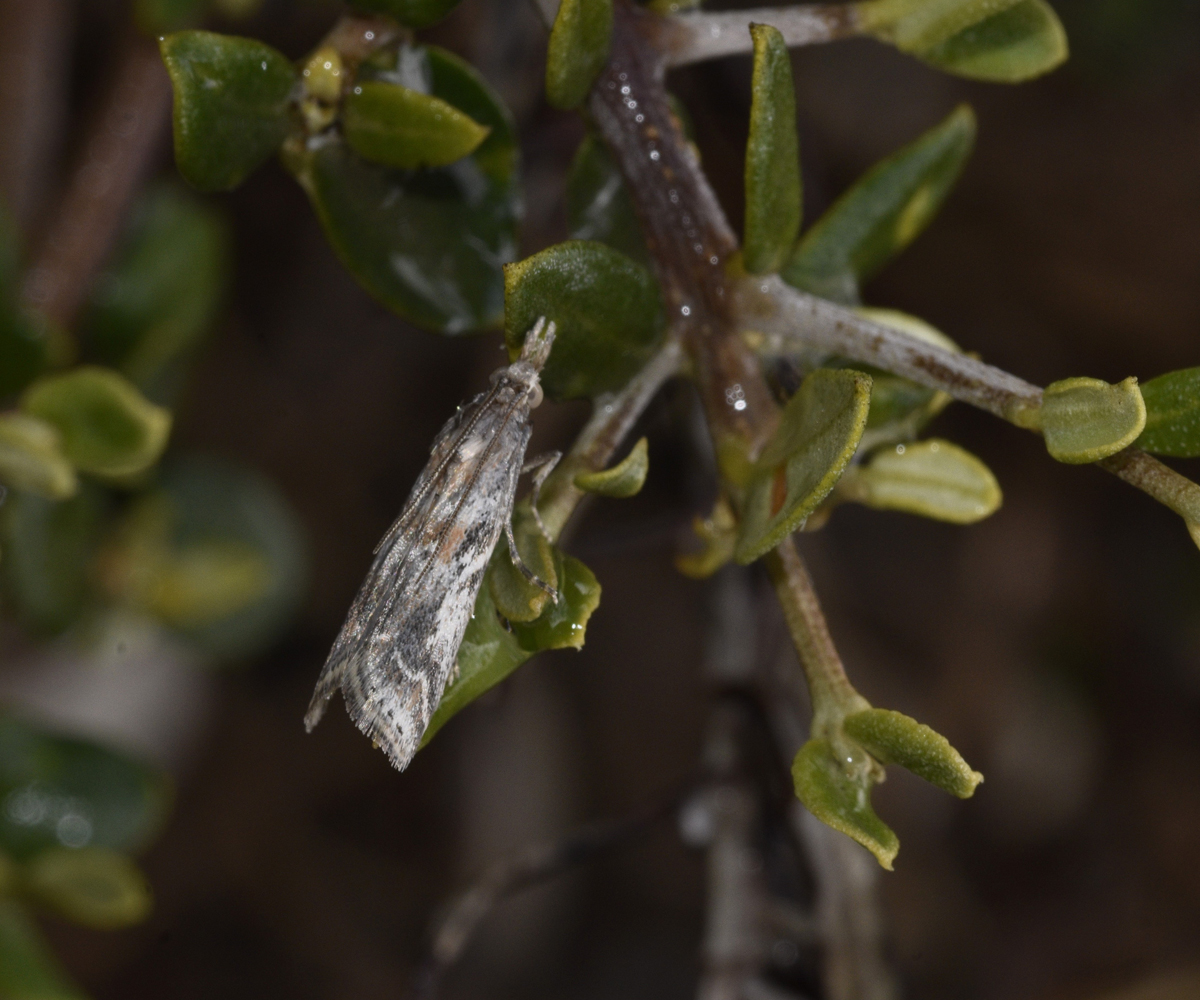 Bradyrrhoa confiniella, Crete - photo © K. Bormpoudaki