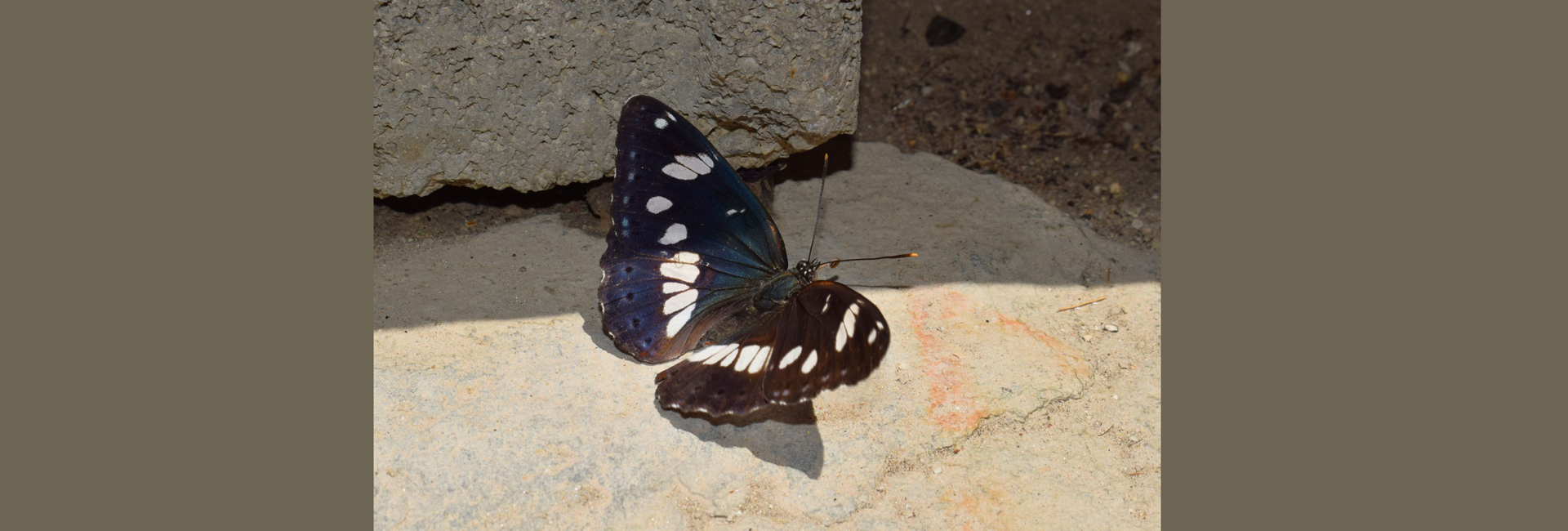 Limenitis reducta, Crete - photo © Nikos Cheiladakis