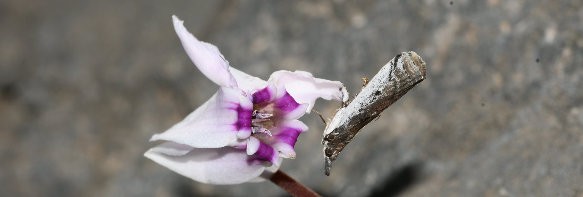 Zophodiodes leucocostella - photo © Marinos Gogolos