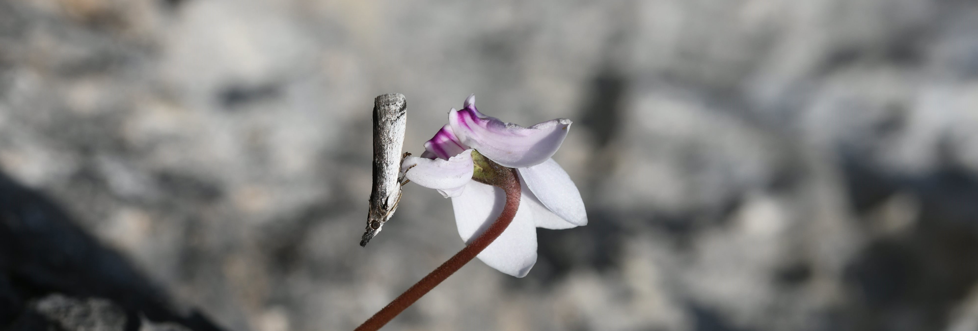 Zophodiodes leucocostella, Crete - photo © Marinos Gogolos