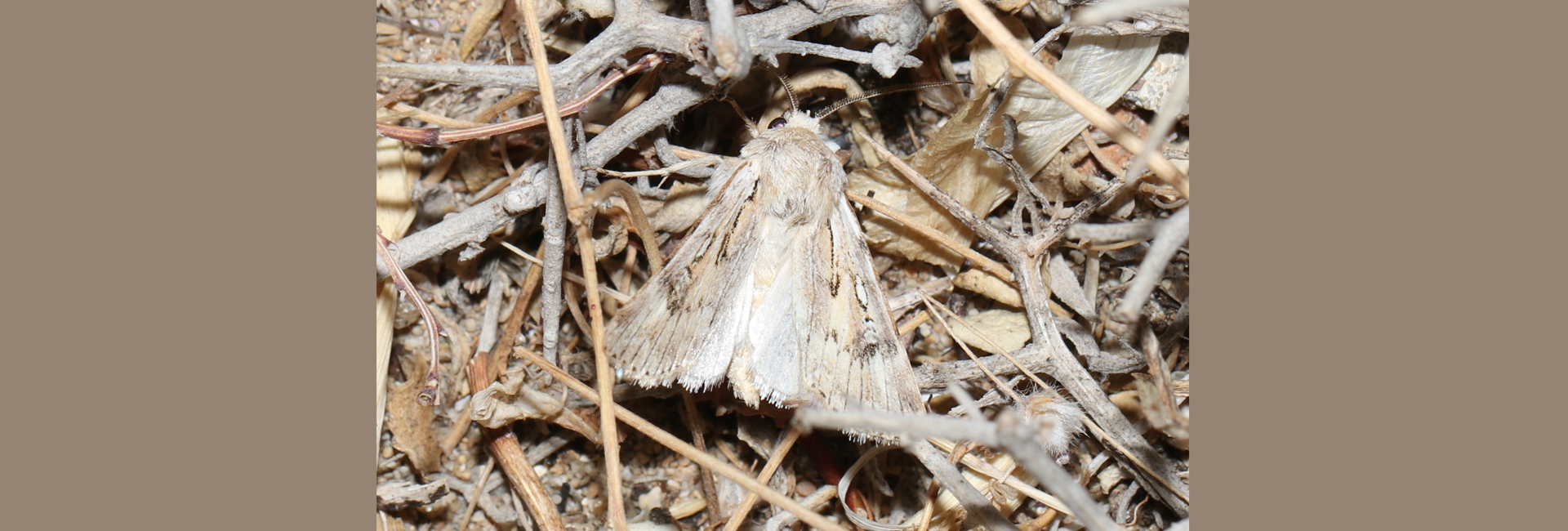 Agrotis endogaea ssp. graeca, Crete - photo © https://www.inaturalist.org/observations/249057297