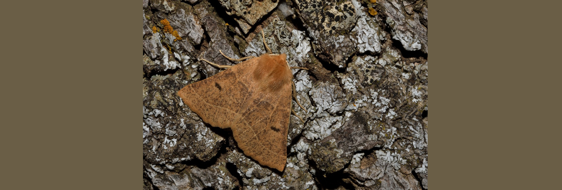 Crocallis helenaria, Crete - photo © Luca Sattin