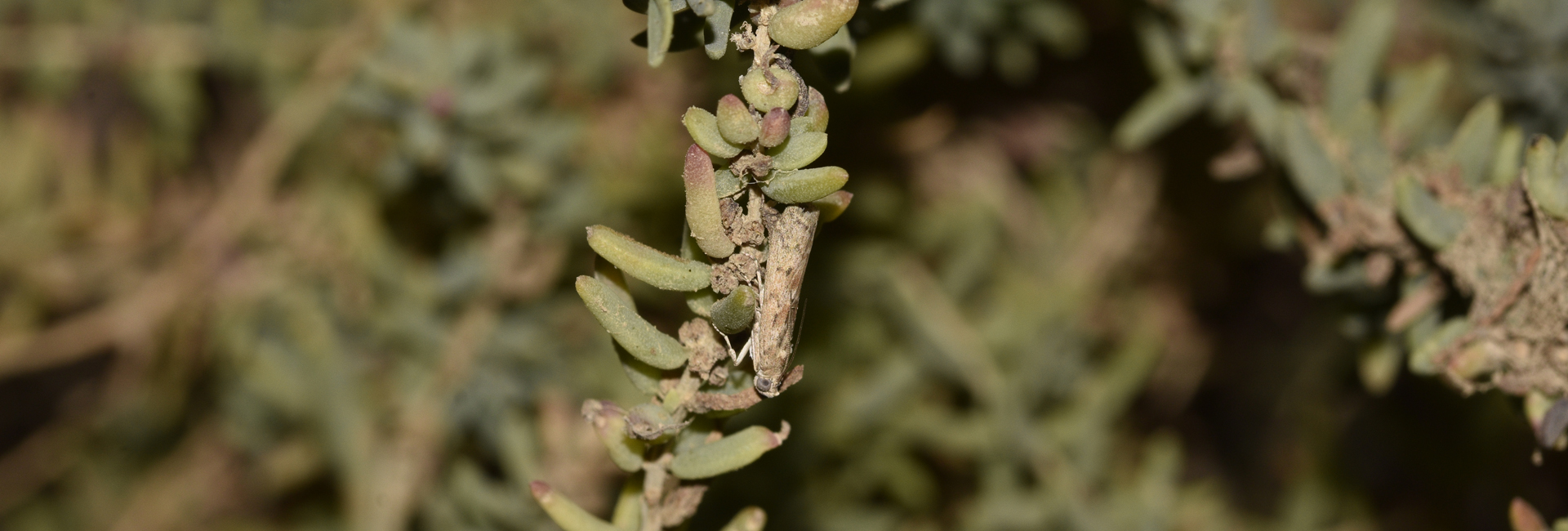 Ancylosis oblitella, Crete - photo © K. Bormpoudaki