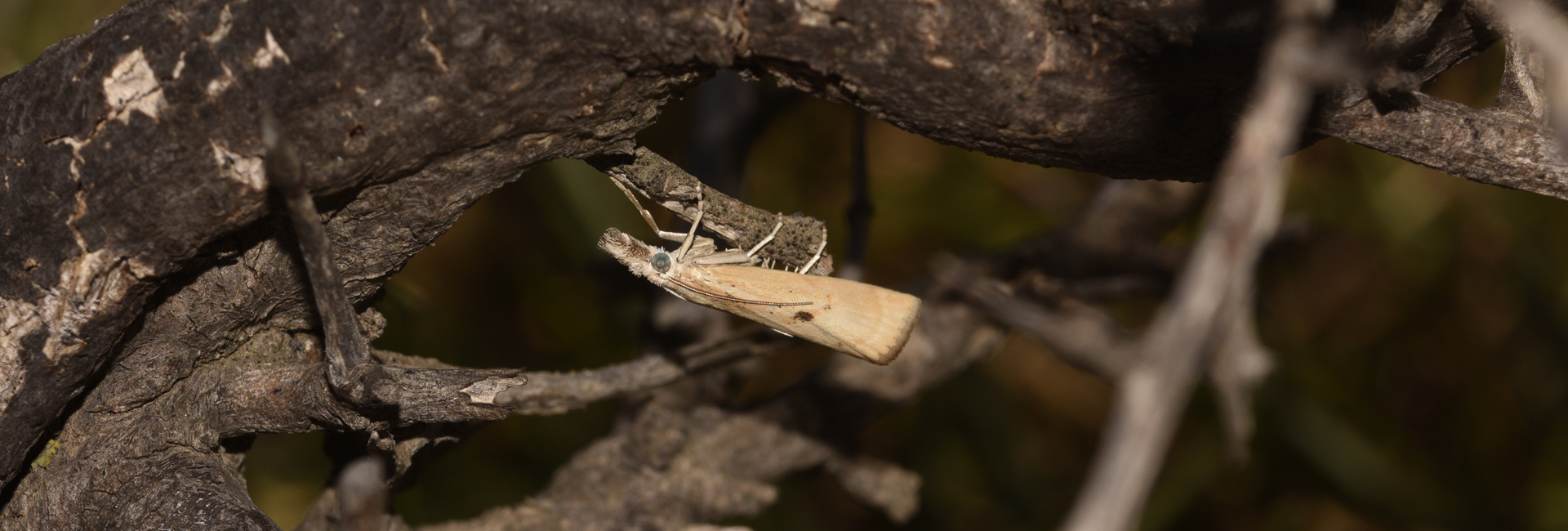 Agriphila brioniellus, Crete - photo © K. Bormpoudaki