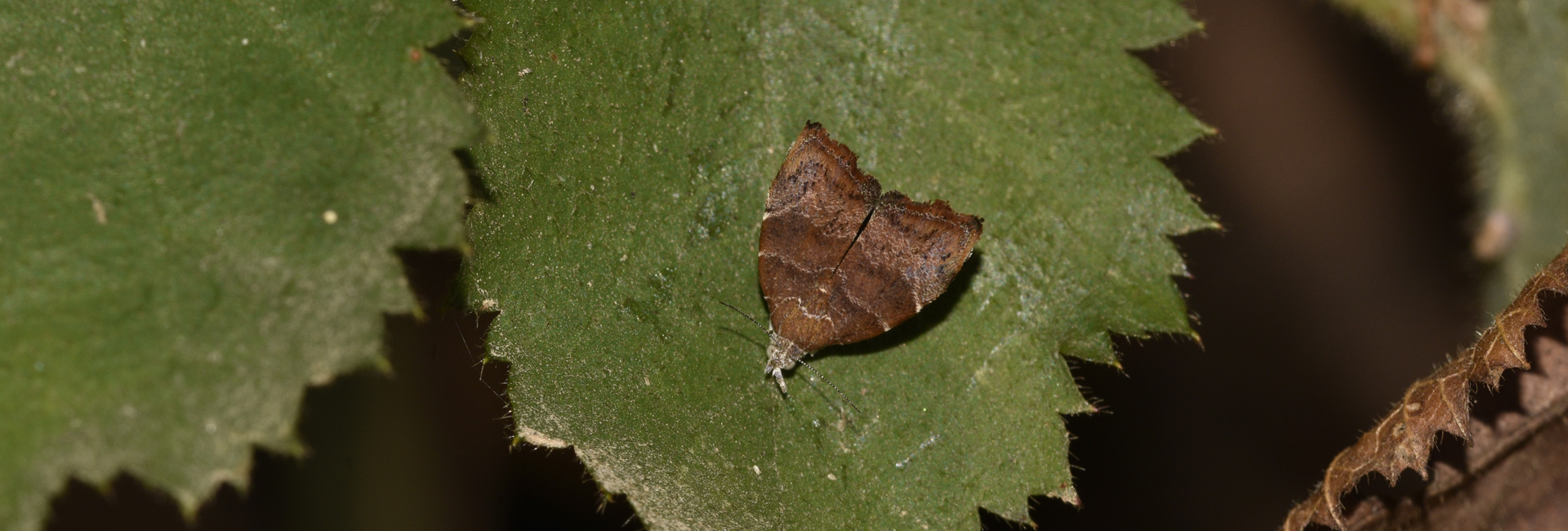 Choreutis nemorana, Crete - photo © K. Bormpoudaki