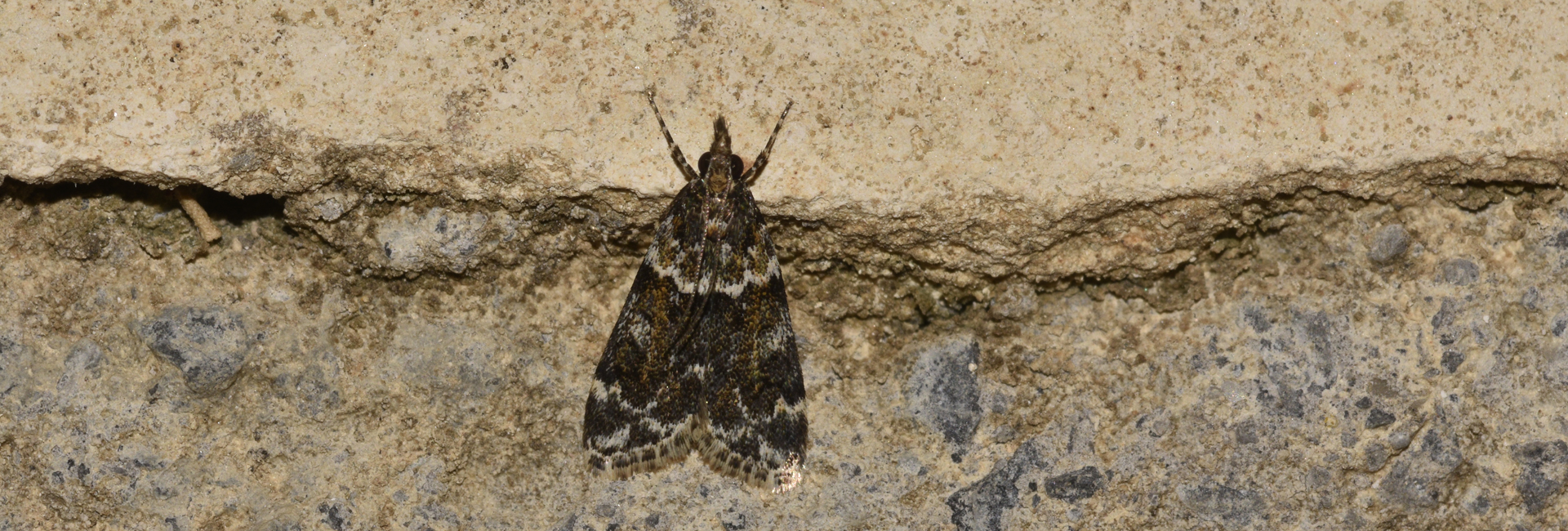 Eudonia speideli, Crete - photo © K. Bormpoudaki