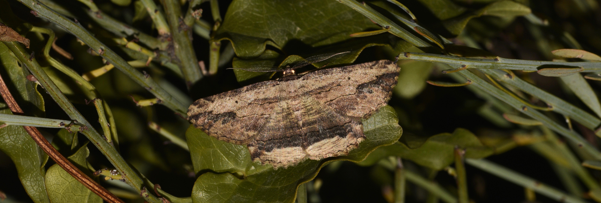 Menophra abruptaria, Crete - photo © K. Bormpoudaki