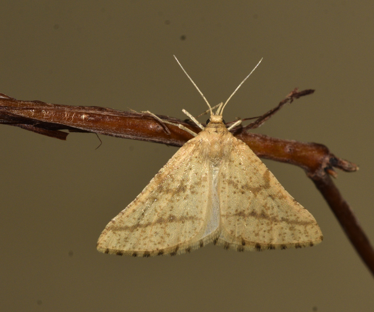 Aspitates ochrearia, Crete - photo © K. Bormpoudaki