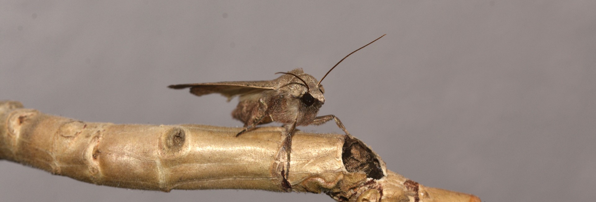 Xestia xanthographa, Crete - photo © K. Bormpoudaki