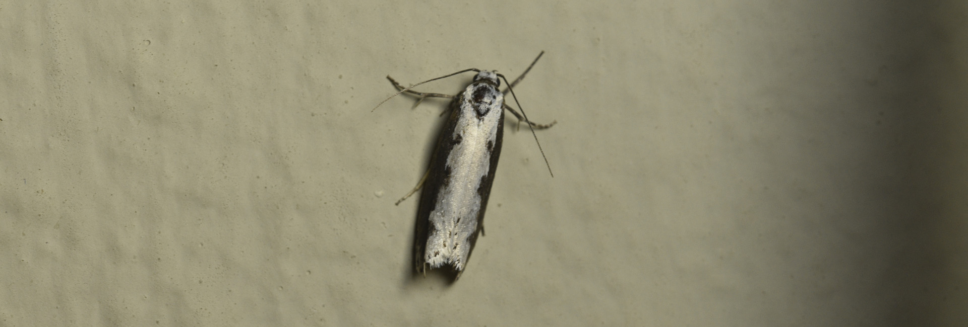 Ethmia bipunctella, Crete - photo © K. Bormpoudaki