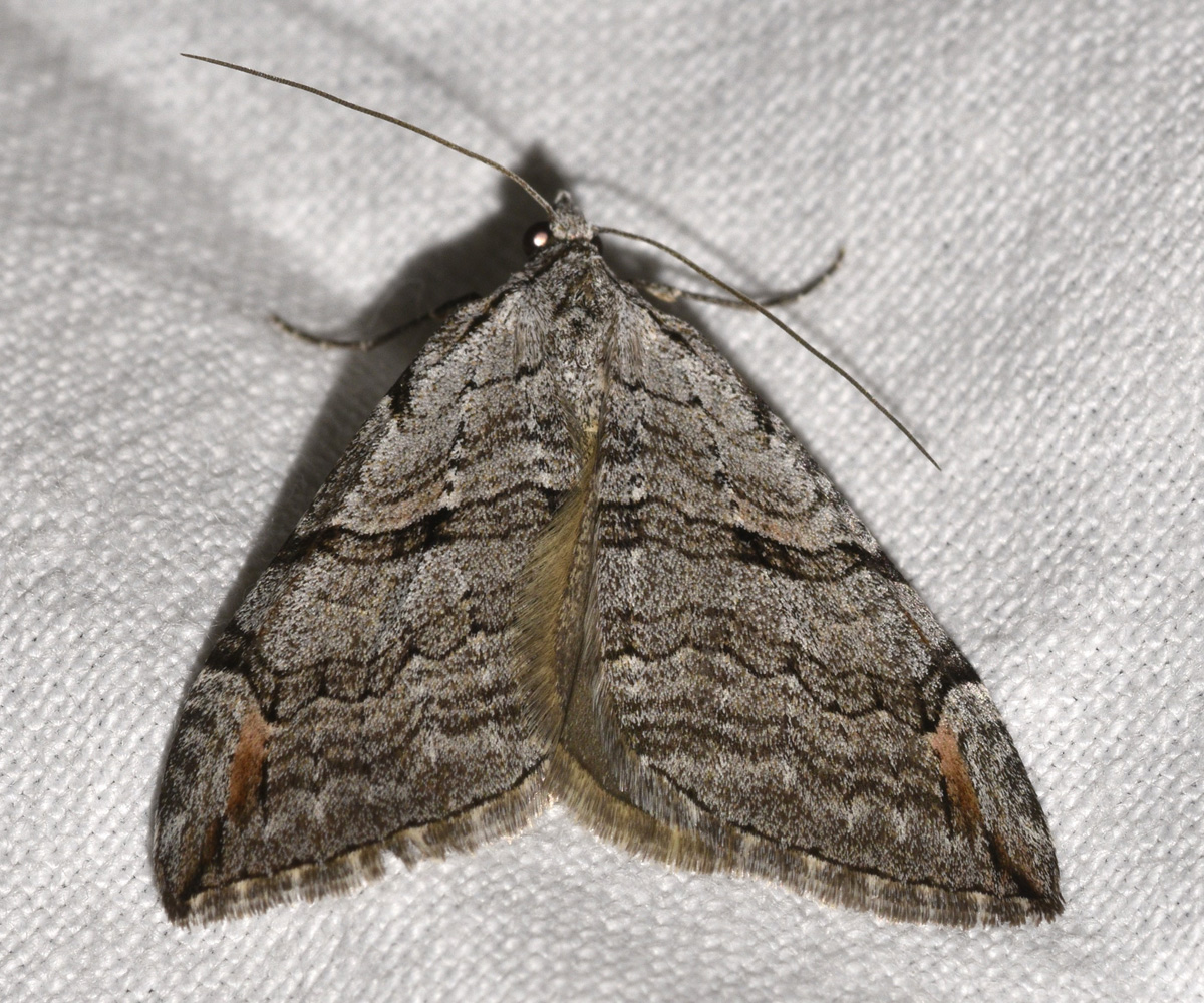 Aplocera plagiata, Crete - photo © K. Bormpoudaki