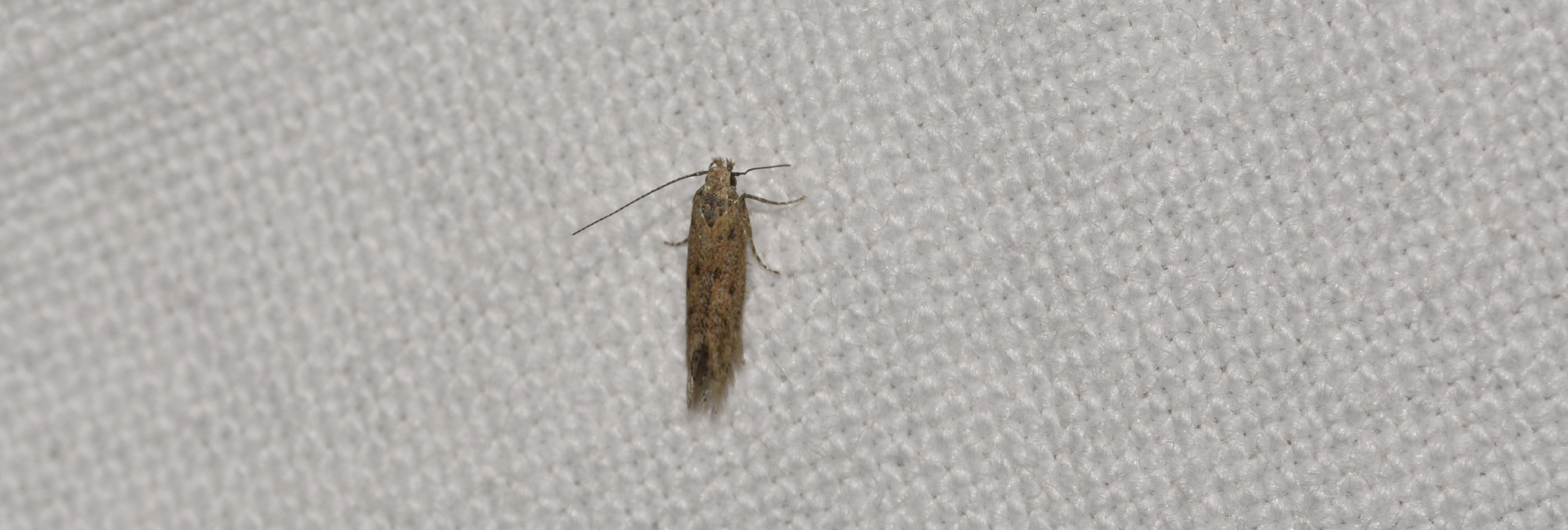 Ephysteris promptella, Crete - photo © K. Bormpoudaki