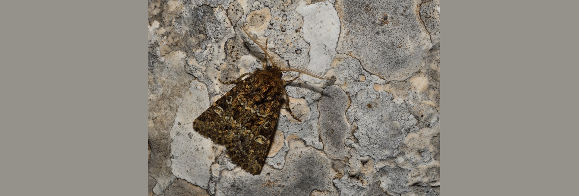 Leucochlaena muscosa, Crete - photo © Luca Sattin