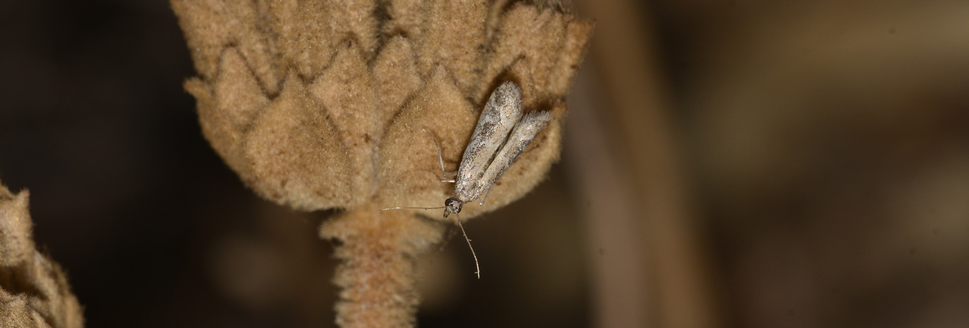 Euzopherodes lutisignella, Crete - photo © K. Bormpoudaki