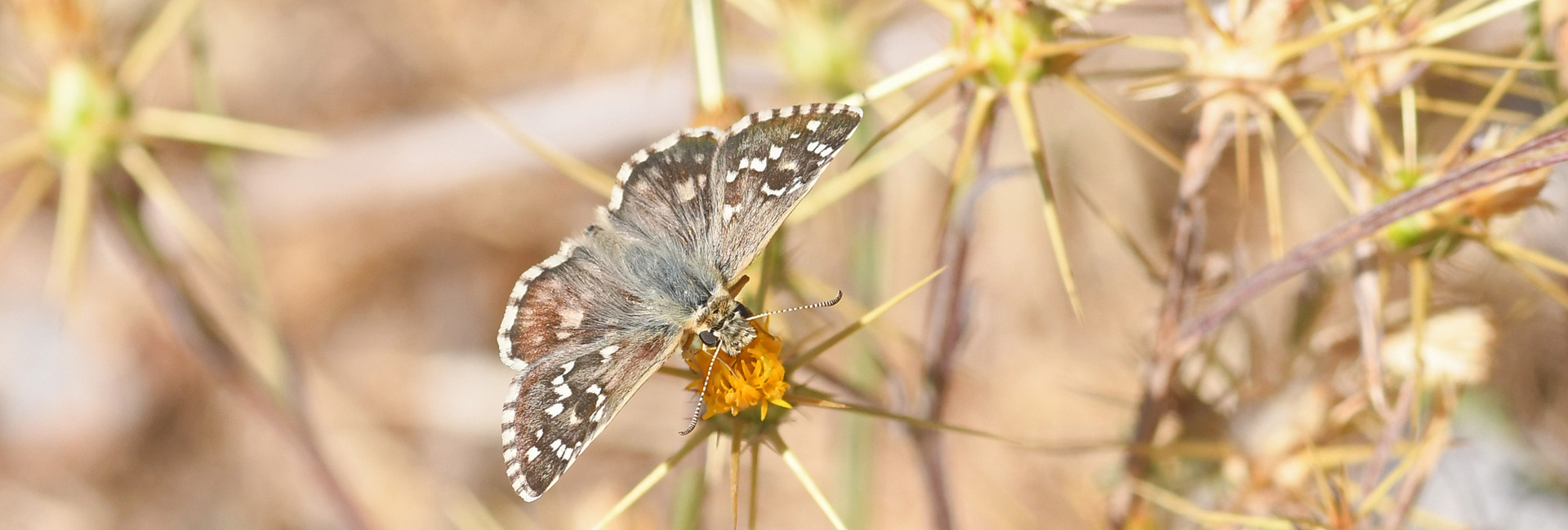 Pyrgus armoricanus, Crete - photo © Fotis Samaritakis