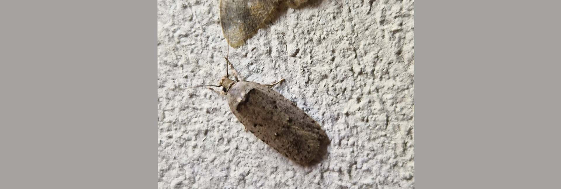 Agonopterix thapsiella, Crete - photo © Maija Karala