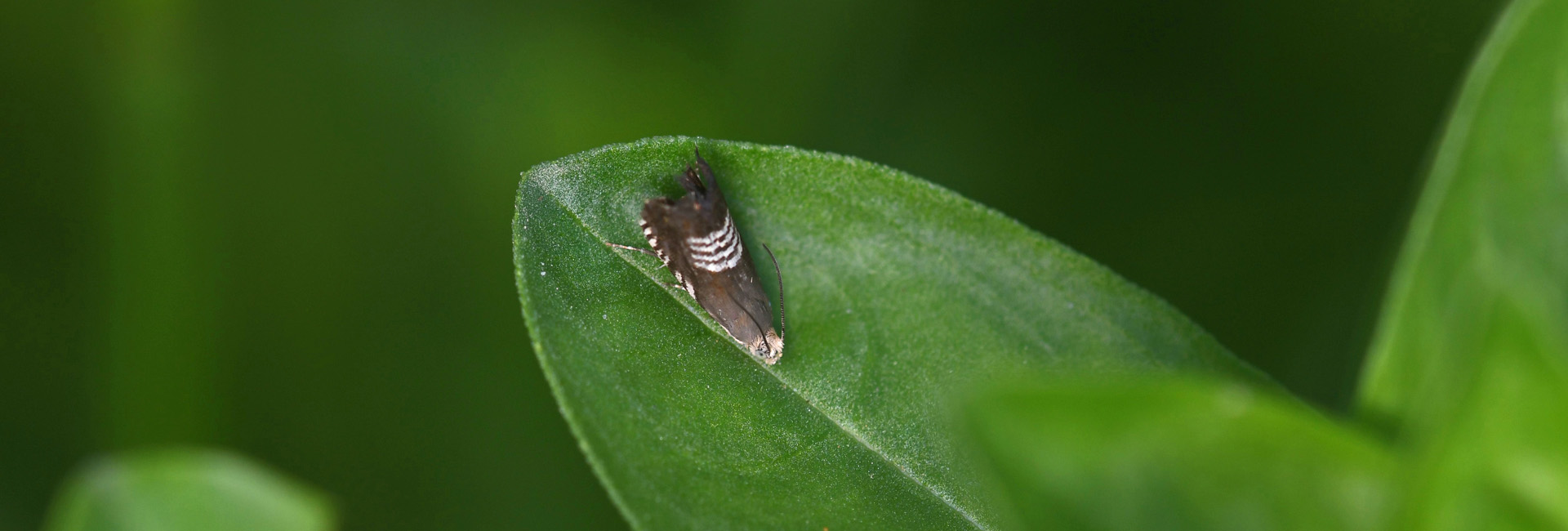 Grapholita compositella, Crete - photo © Fotis Samaritakis