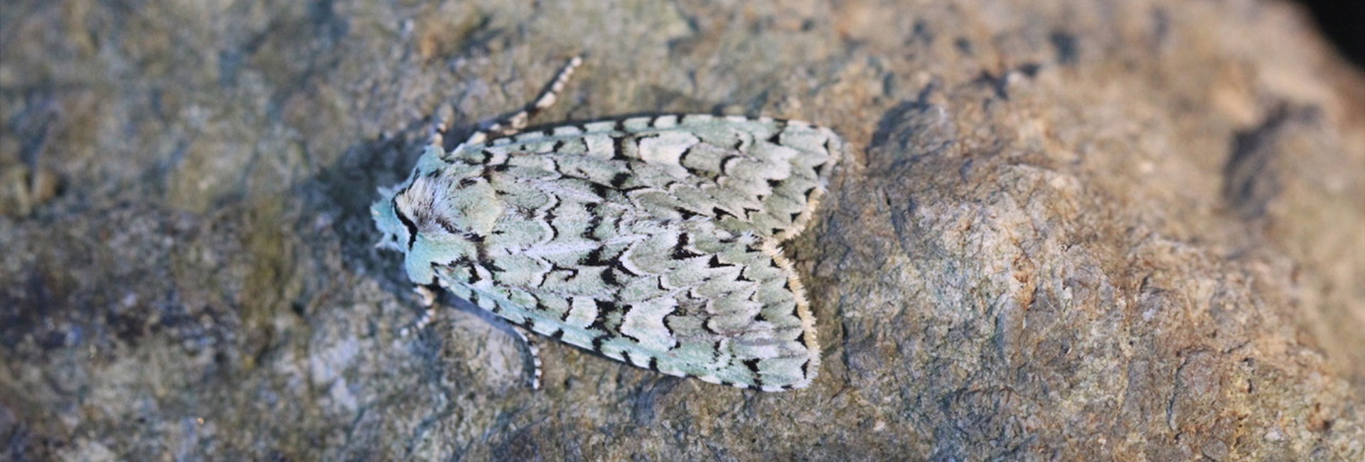 Griposia aprilina, Crete - photo © Henry Edmunds