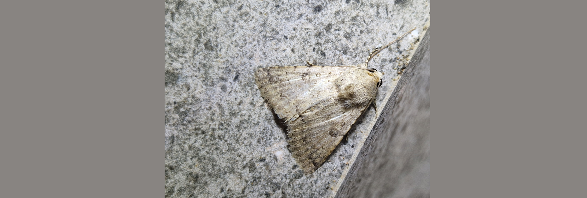 Pandesma robusta, Crete - photo © Maija Karala