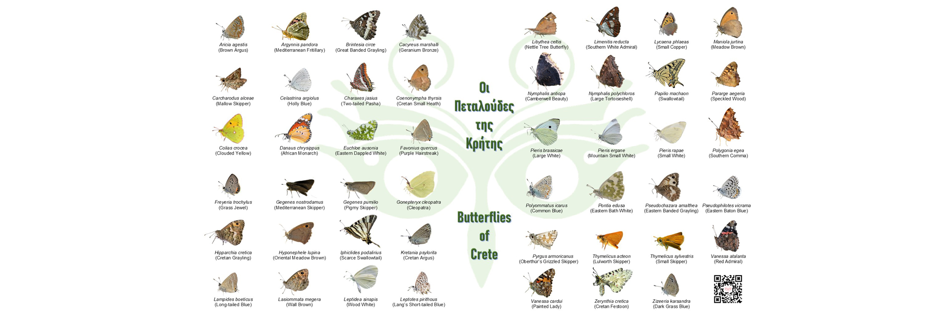 47 Butterflies of Crete