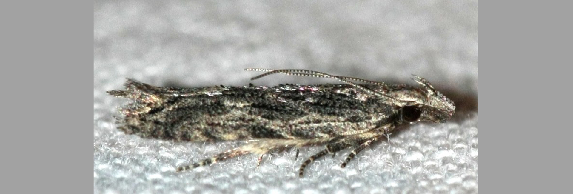 Anarsia innoxiella, Crete - photo © https://observation.org/observation/135165972/