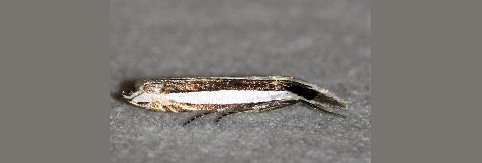 Angustalius malacellus, Crete - photo © https://observation.org/observation/71545846/