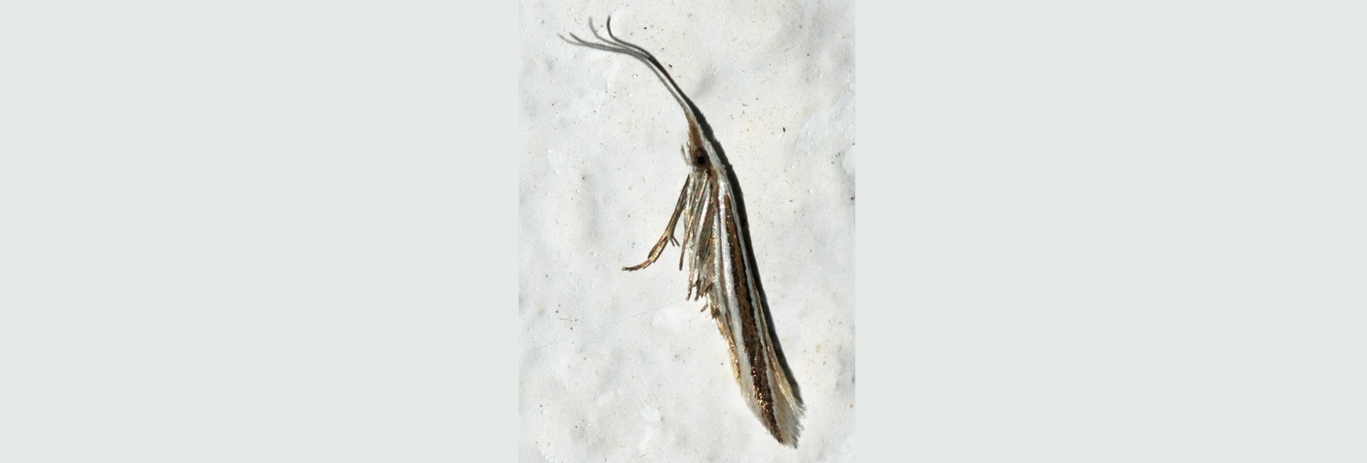 Coleophora bilineella, Crete - photo © https://observation.org/observation/72037916/