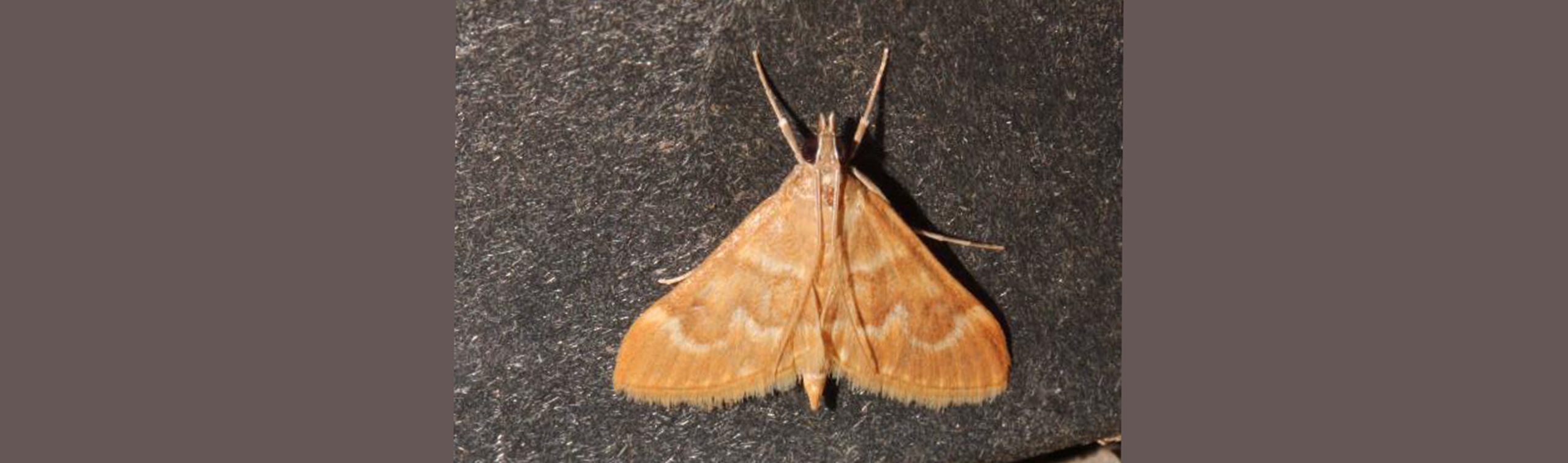 Ecpyrrhorrhoe diffusalis, Crete - photo © https://observation.org/observation/73807691/