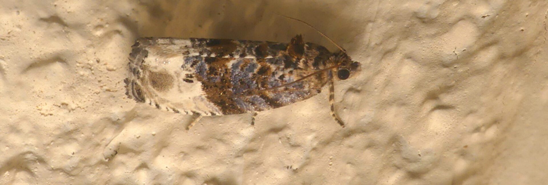 Hedya nubiferana, Crete - photo © https://observation.org/observation/245407773/