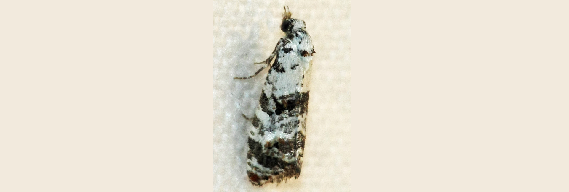Phtheochroa reisseri, Crete - photo © https://observation.org/observation/76012788/
