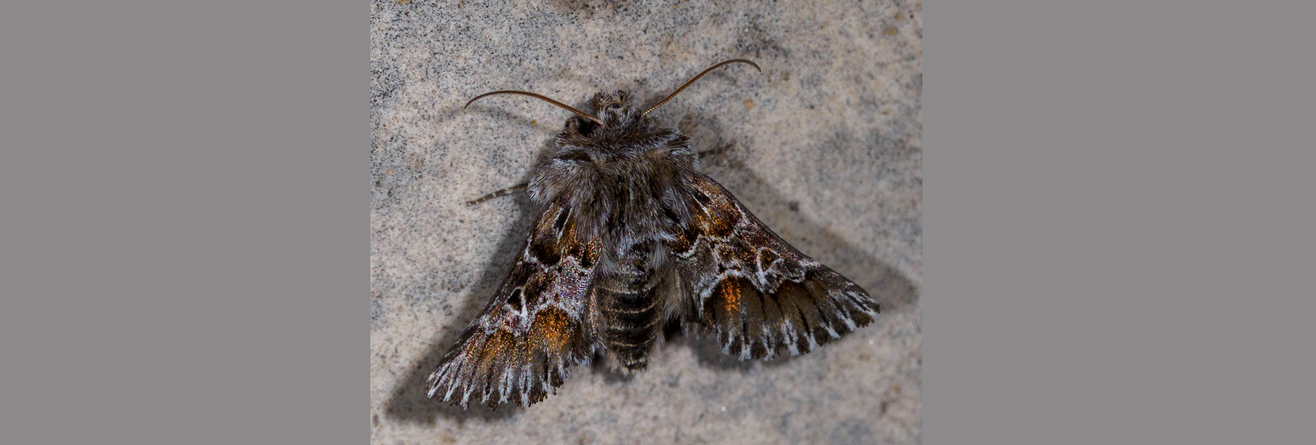 Amephana dalmatica, Crete - photo © Jim Brighton