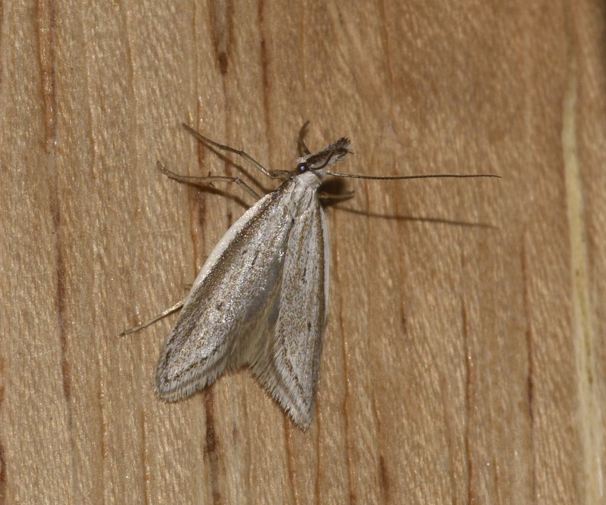 Pleurota cf bicostella, Crete - photo © K. Bormpoudaki
