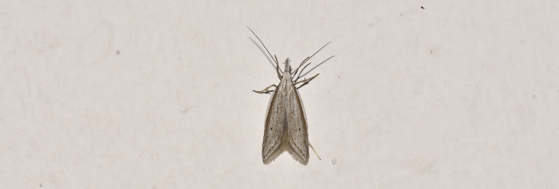 Pleurota cf bicostella, Crete - photo © K. Bormpoudaki