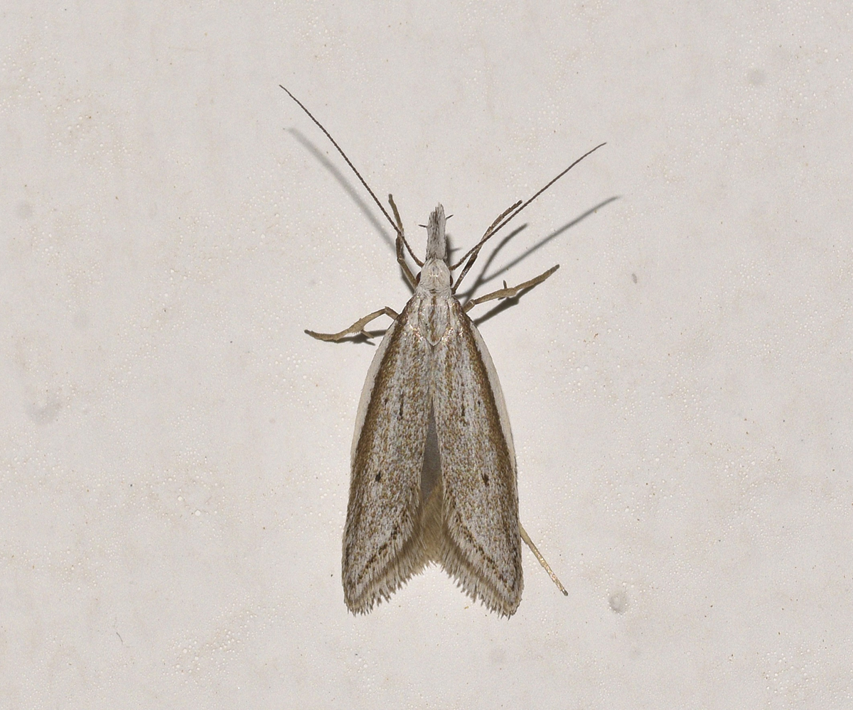 Pleurota cf bicostella, Crete - photo © K. Bormpoudaki