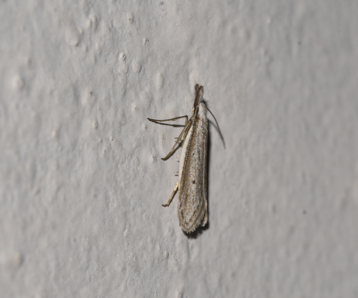 Pleurota cf bicostella, Crete - photo © K. Bormpoudaki