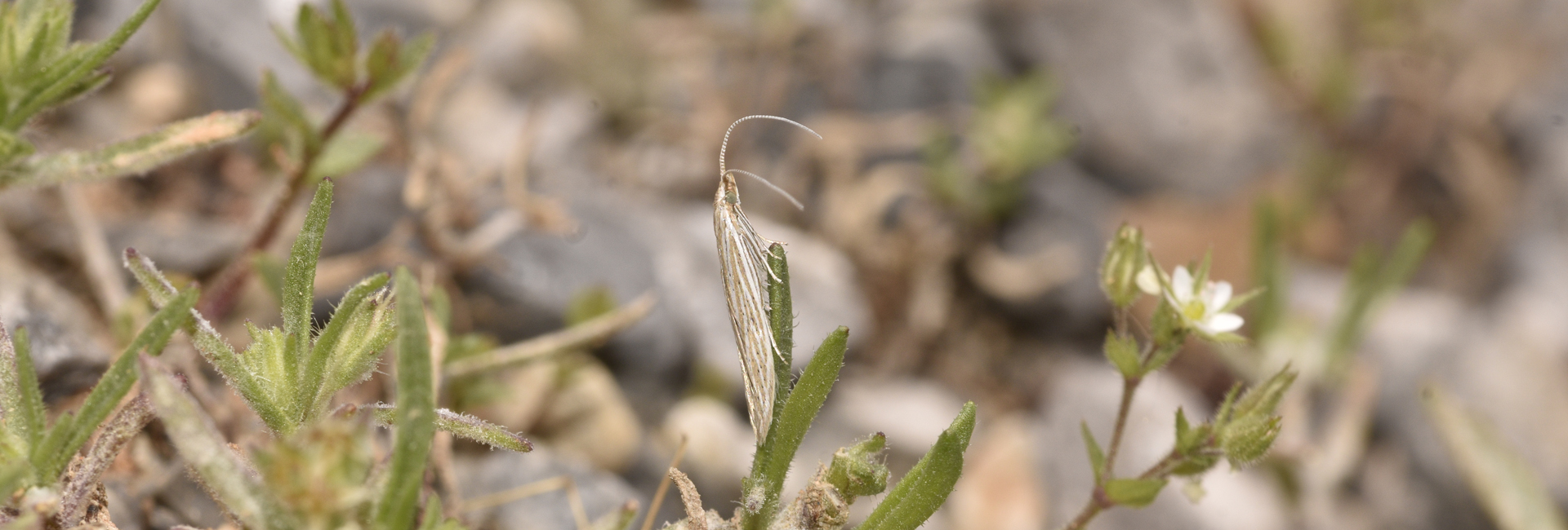 Coleophora versurella, Crete - photo © K. Bormpoudaki