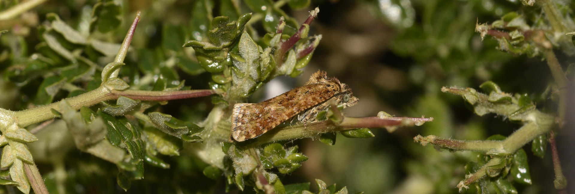 Aethes margarotana, Crete - photo © K. Bormpoudaki