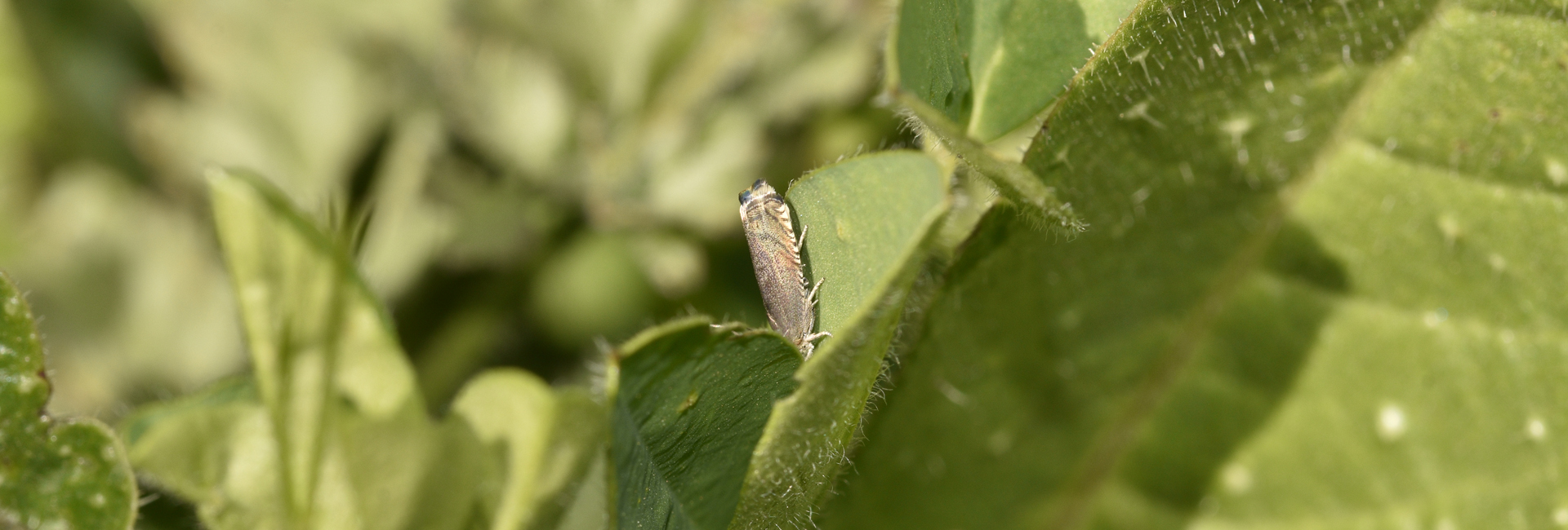 Cydia cf nigricana, Crete - photo © K. Bormpoudaki