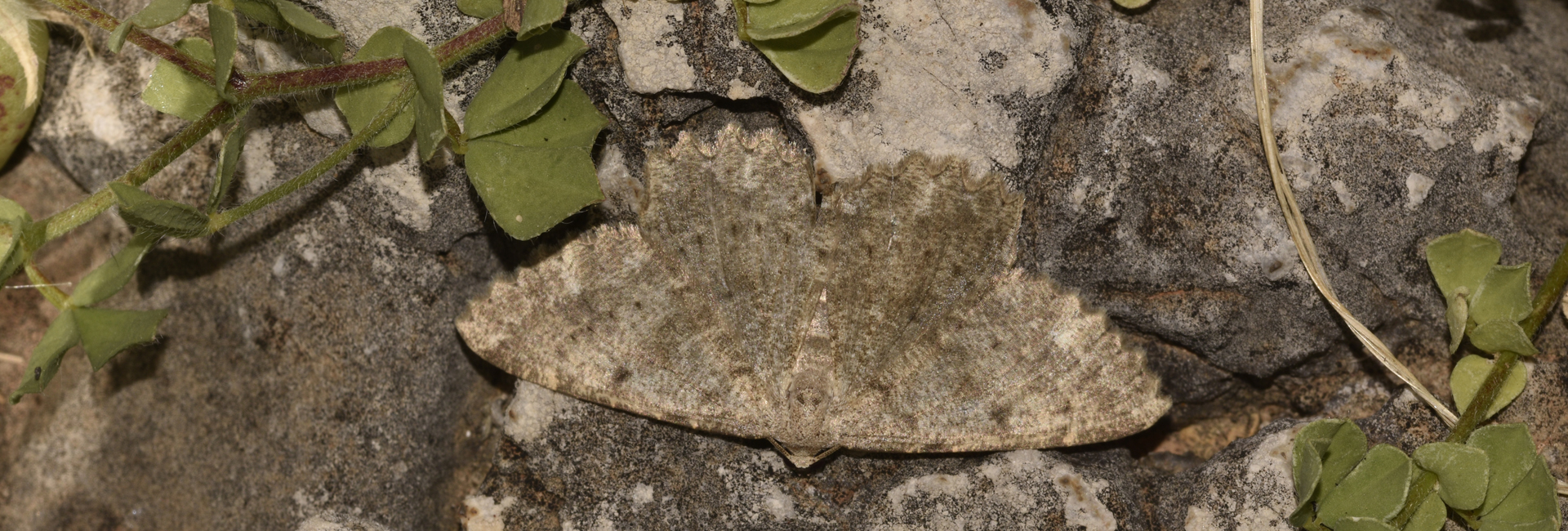 Dicrognophos sartata, Crete - photo © K. Bormpoudaki