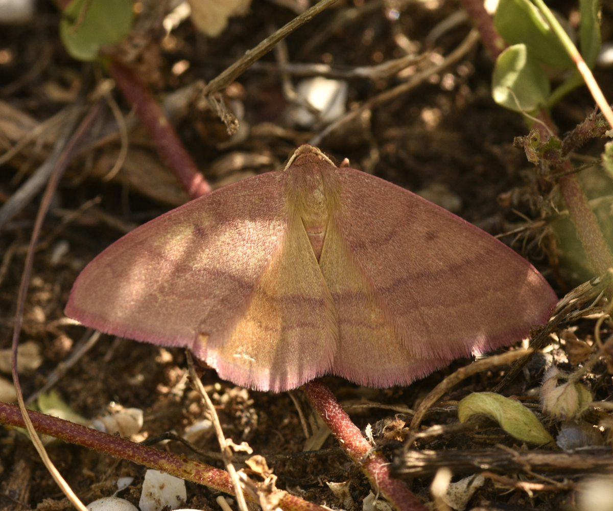 Rhodostrophia cretacaria, Crete - photo © K. Bormpoudaki
