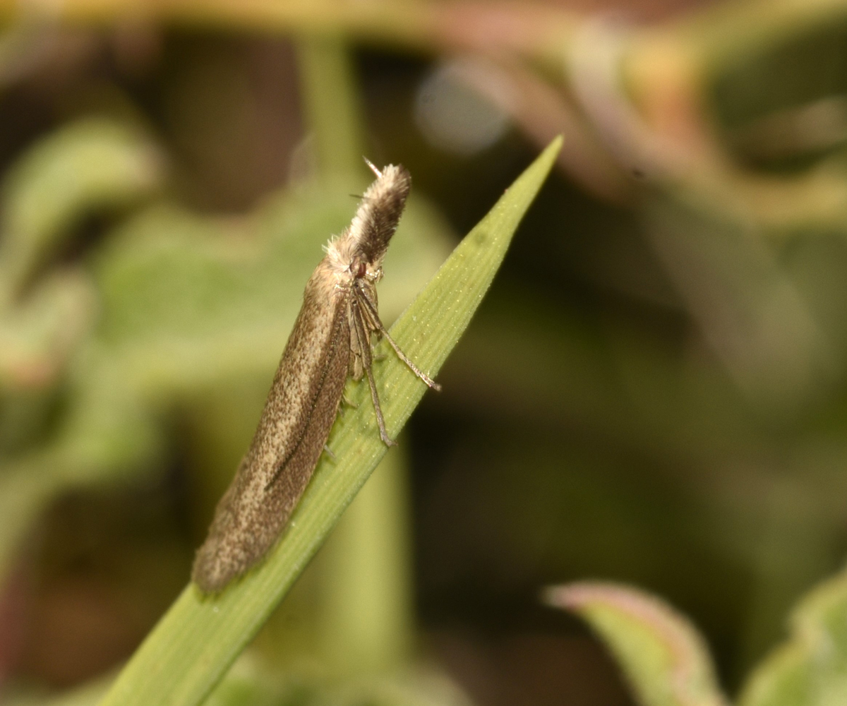 Pleurota contristatella, Crete - photo © K. Bormpoudaki