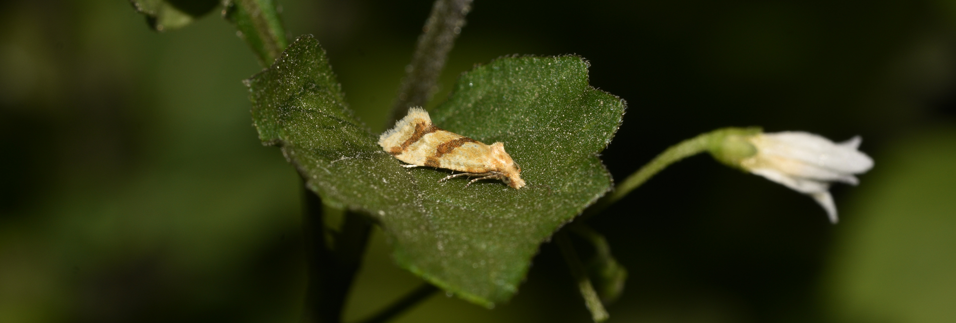 Aethes cf deaurana, Crete - photo © K. Bormpoudaki