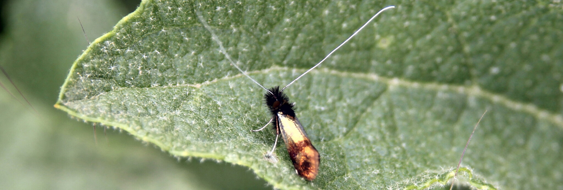 Nemophora barbatellus, Crete - photo ©https://www.inaturalist.org/observations/271419880