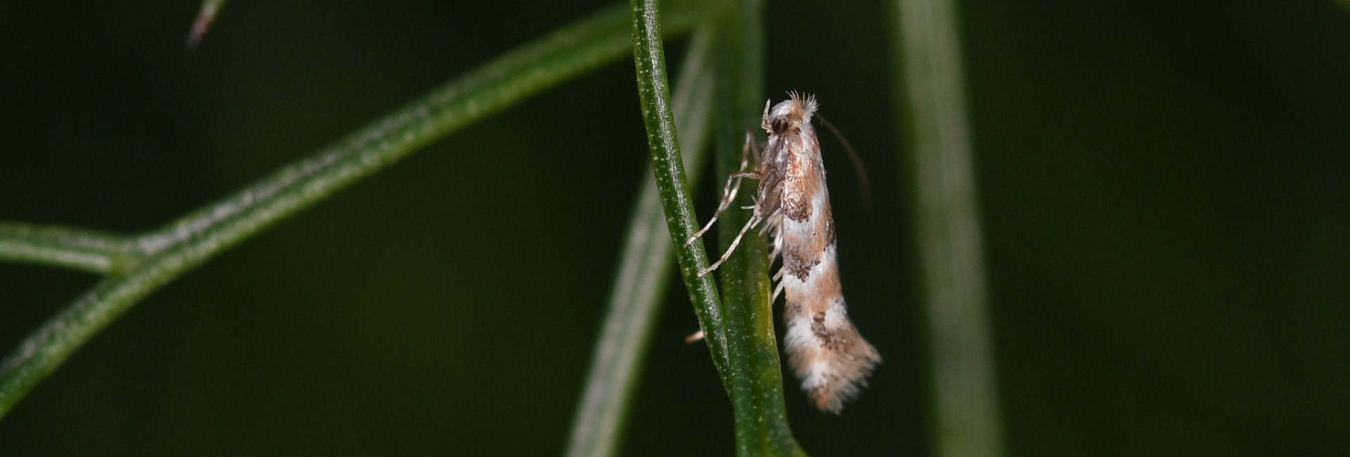Phyllonorycter cf trifasciella, Crete- photo © Fotis Samaritakis