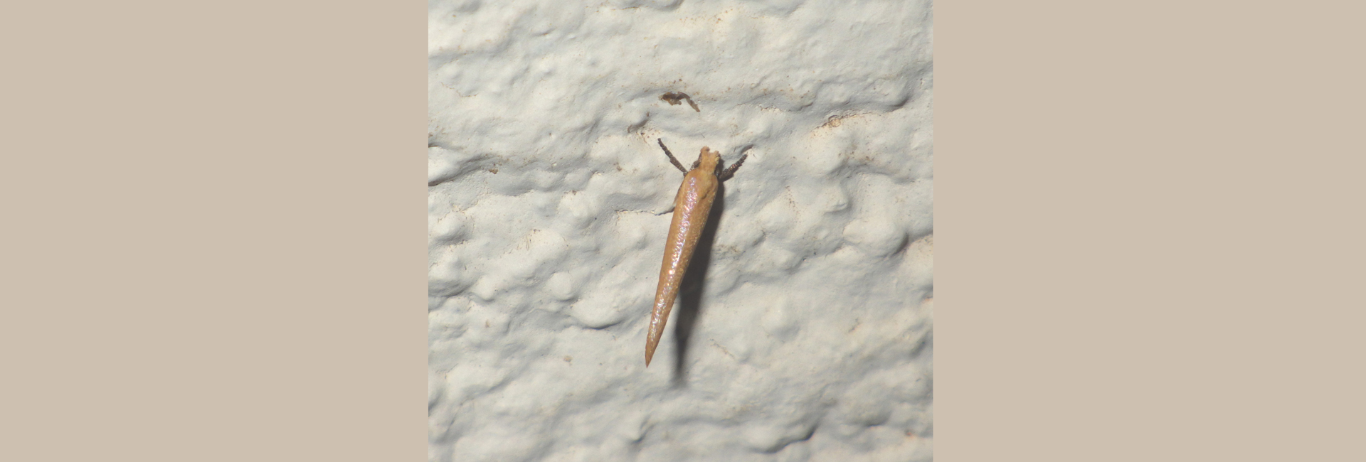 Zelleria hepariella, Crete - photo © Andreas Manz