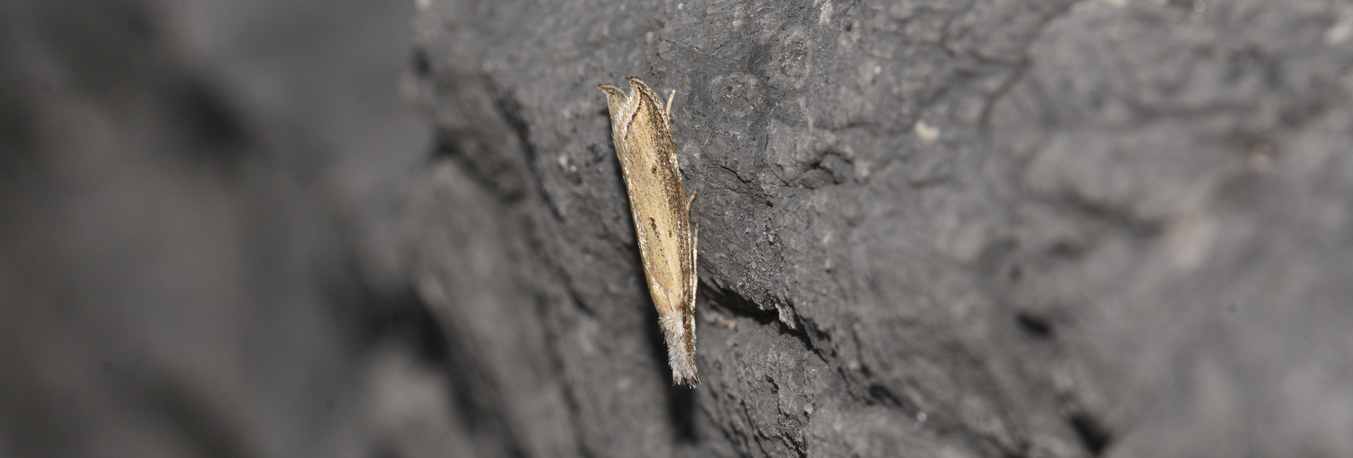 Holoscolia creticella, Crete - photo © K. Bormpoudaki