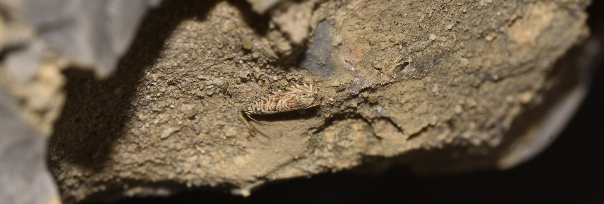 Selania capparidana, Crete - photo © K. Bormpoudaki