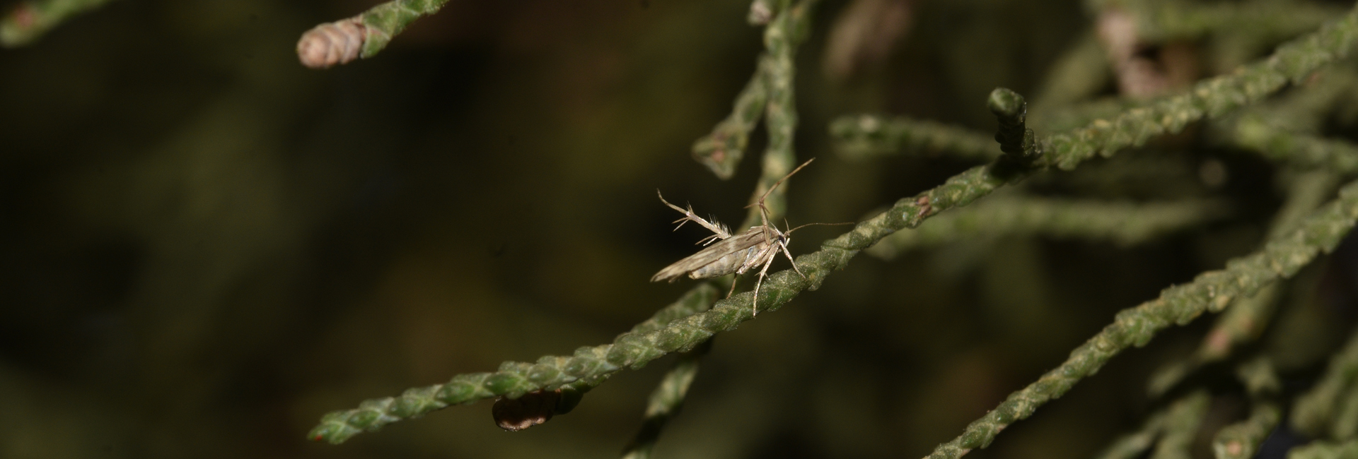 Palumbina guerinii, Crete - photo © K. Bormpoudaki